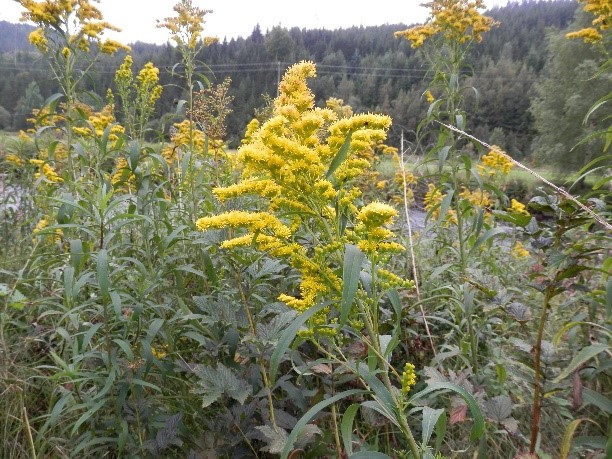 kanadische goldrute01