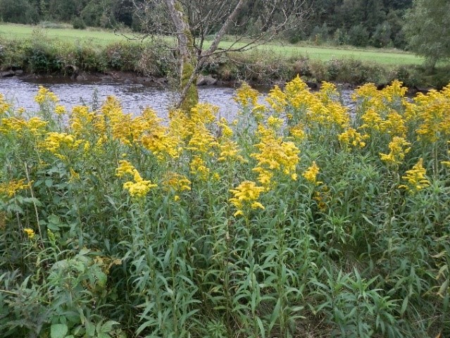 kanadische goldrute02