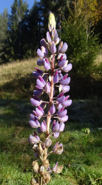 vielblaettrige lupine01
