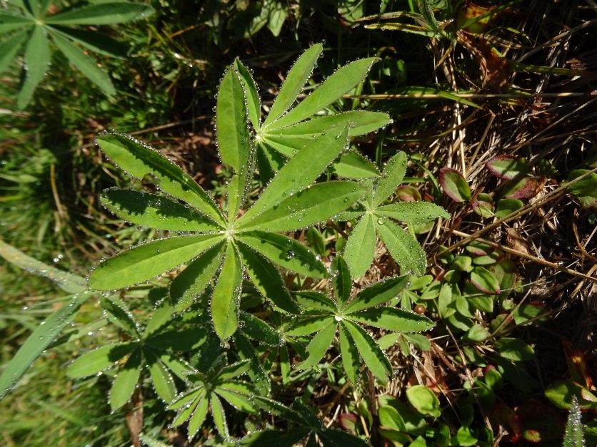 vielblaettrige lupine02