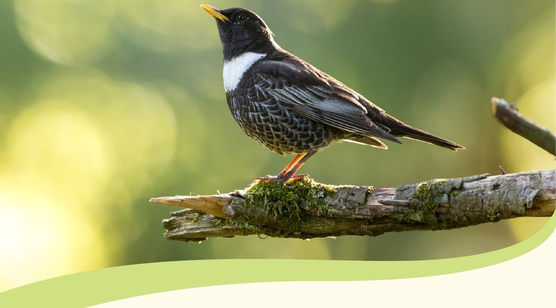 map mittlerer schwarzwald